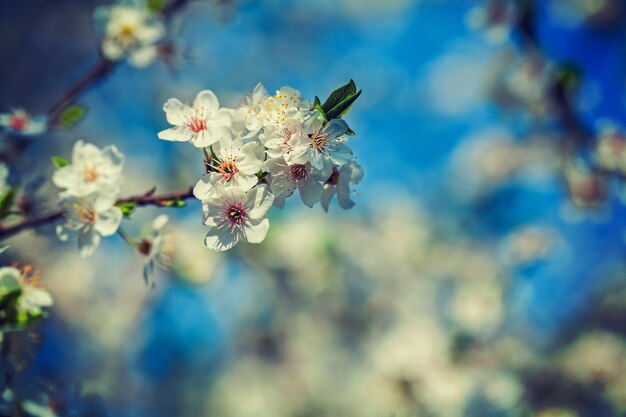 Tak van kersenboom met bloeiende bloemen instagram stile