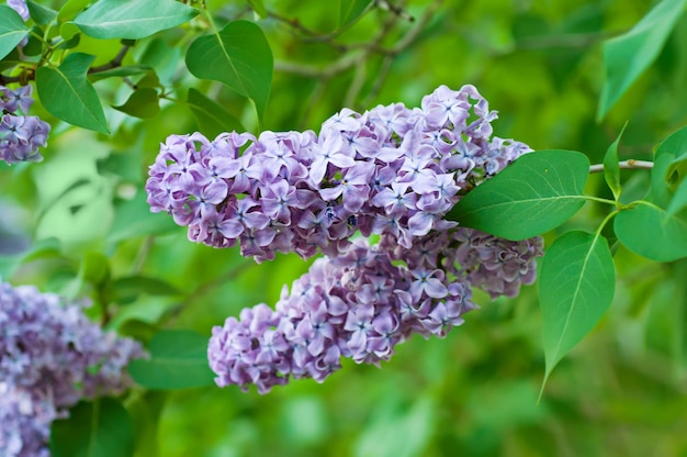 Tak van lila bloemen met de bladeren, bloemen natuurlijke achtergrond