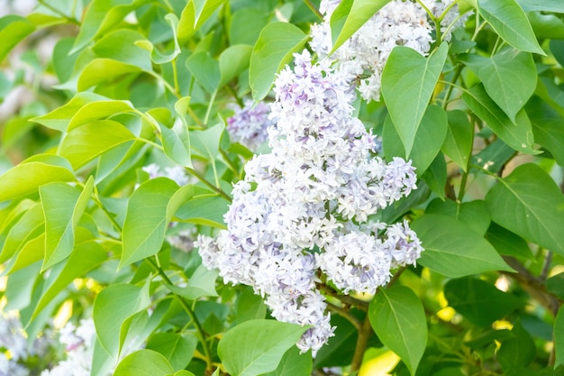 Tak van lila bloemen met de bladeren in de tuin