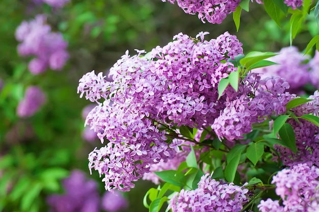 Tak van lila bloemen met de bladeren