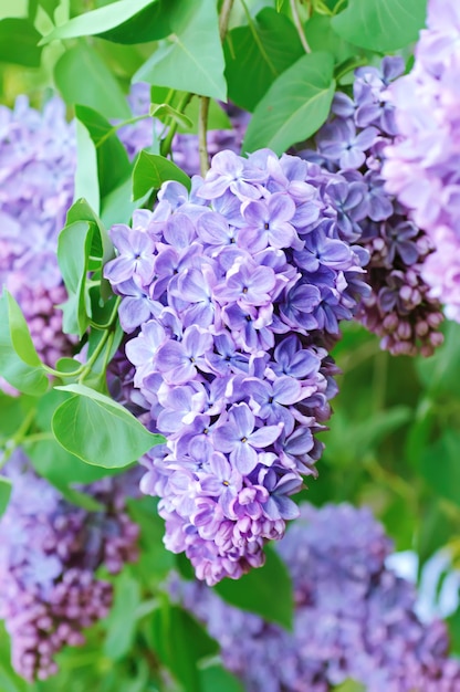 Tak van lila bloemen met de bladeren