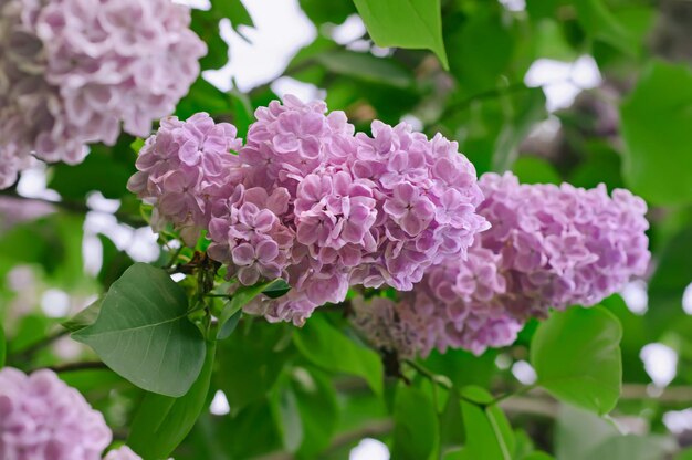 Tak van lila bloemen met de bladeren