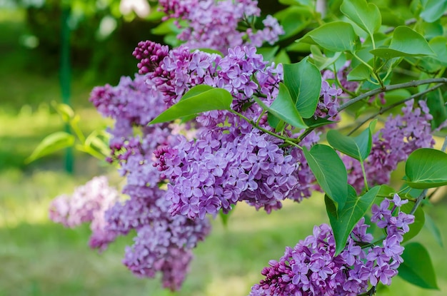 Tak van lila bloemen met groene bladeren, bloemen natuurlijke achtergrond, zachte focus