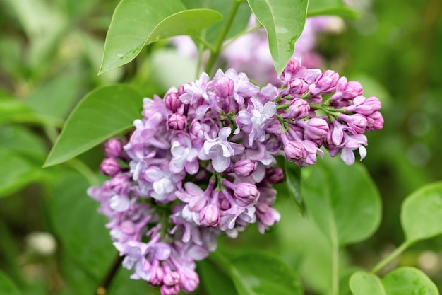 Tak van lila bloemen met groene bladeren close-up