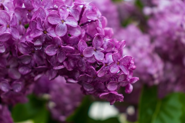 Tak van lila bloemen met groene bladeren. Grote lila tak bloei. Heldere bloemen van lente seringen bush.Boeket van paarse bloemen.Lente blauw lila bloemen close-up op onscherpe achtergrond.