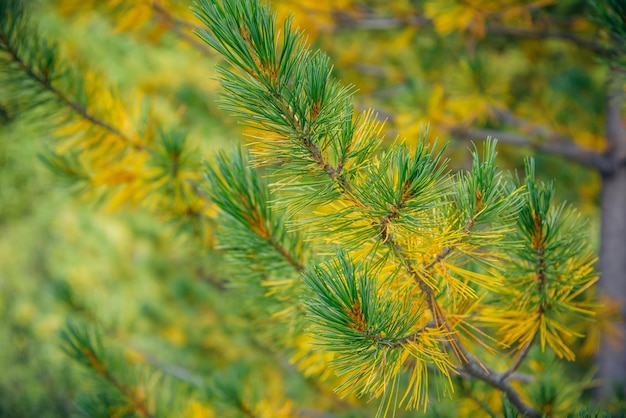 Tak van naaldboom, close-up. Kleurrijke geelgroene naalden op een dennenboom, selectieve focus. Abstracte groene achtergrond. Ruimte kopiëren.