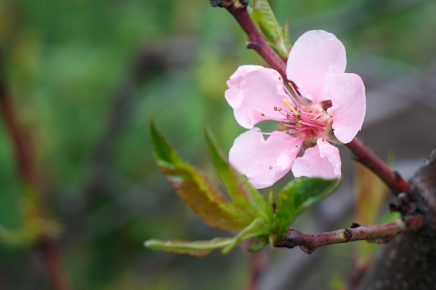 Tak van nectarineboom in de periode van voorjaarsbloei