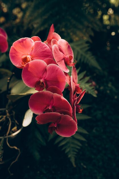 Tak van orchideeën prachtige bloemen in de botanische tuin