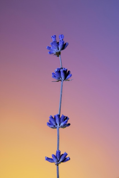 Tak van paarse lavendel op een lichte achtergrond met kleurovergang Esthetiek van bloemen