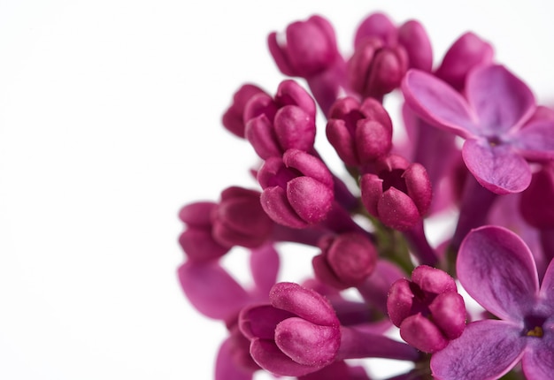 Tak van paarse lila met bloemen op witte achtergrond