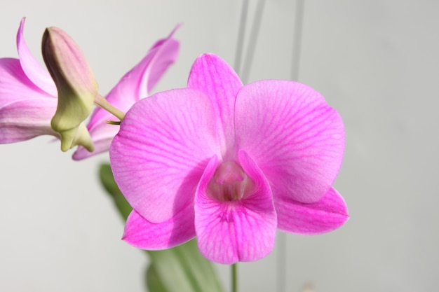 Tak van paarse orchidee op grijze ruimte