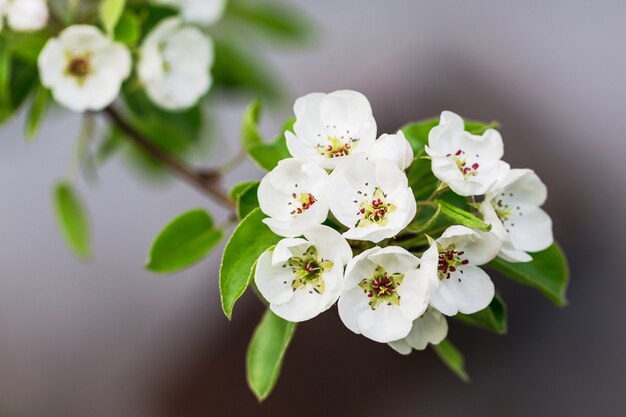 Tak van perenbloesem met witte bloemen. Bloeiende perenbloemen