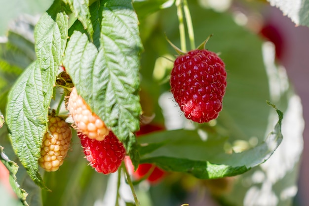 Tak van rijpe frambozen in de tuin. Rode zoete bessen groeien op frambozenstruik in fruittuin. Detailopname