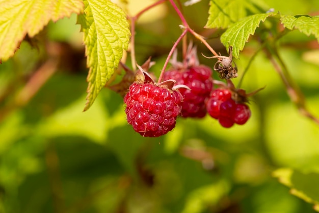 Tak van rijpe frambozen in een tuin