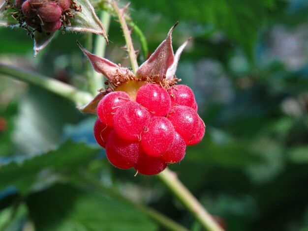 Tak van rijpe frambozen in een tuin