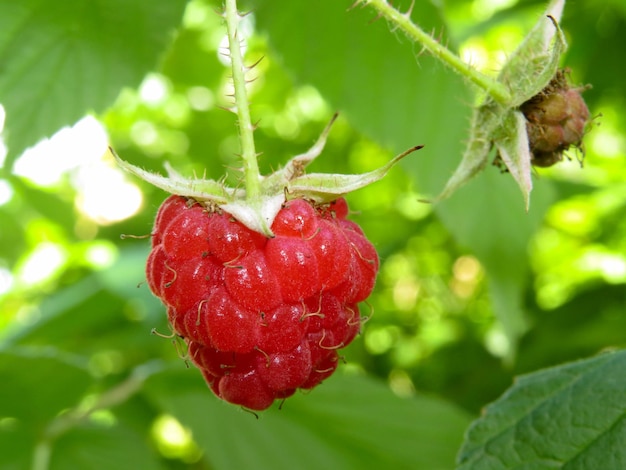 Tak van rijpe frambozen in een tuin