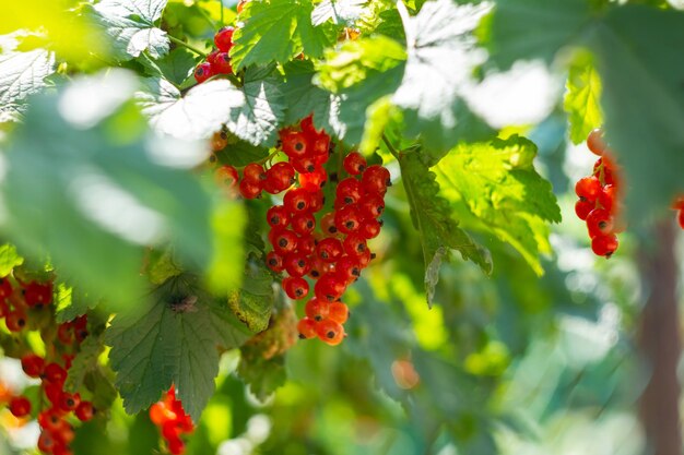 Tak van rijpe rode aalbes in een tuin op groene achtergrond