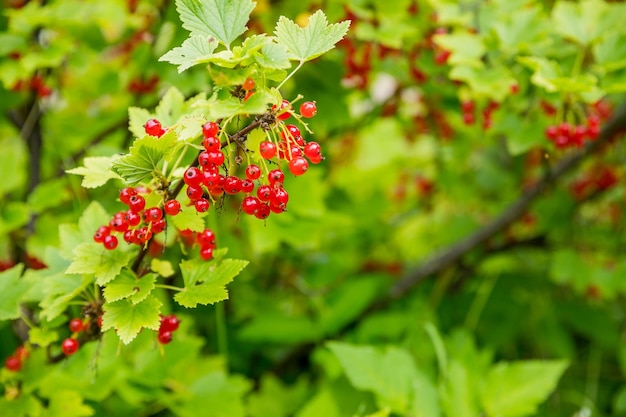 Tak van rijpe rode bessen in een tuin op groene backgroundberries groeien in zonnige tuin Rode bessen plantage in zomer veld
