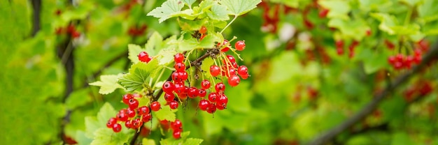 Tak van rijpe rode bessen in een tuin op groene backgroundberries groeien in zonnige tuin rode bessen plantage in zomer veld