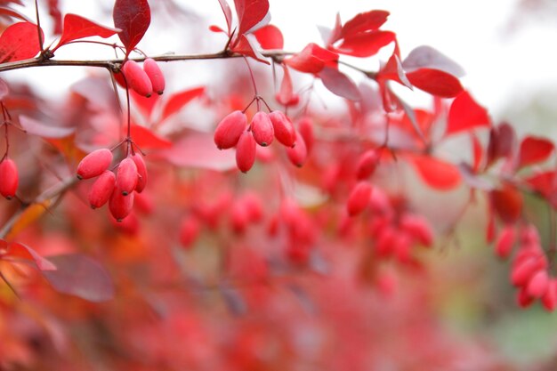 Tak van rode berberis op een onscherpe achtergrond Herfst landschap rode berberis bessen op een boom close-up Kleurrijke bladeren op berberis bush