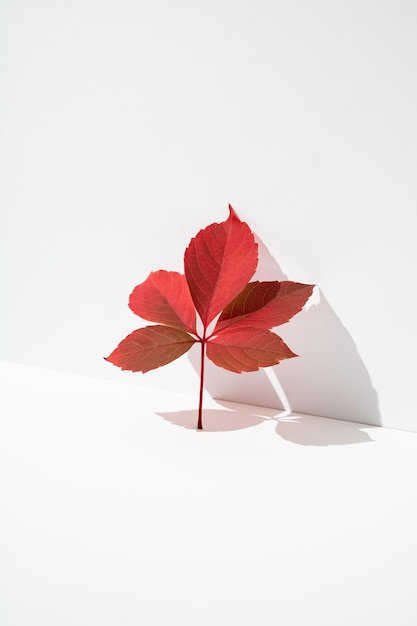 Tak van rode de herfstbladeren die tegen witte muur leunen Minimaal concept