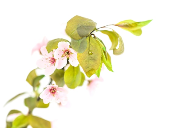 Tak van roze pruim bloemen met groene bladeren geïsoleerd op een witte achtergrond