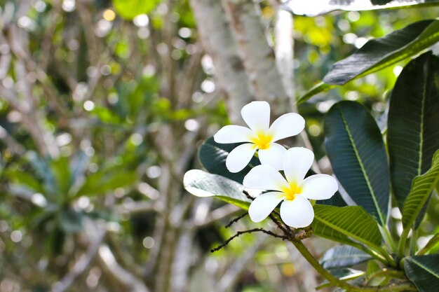 Tak van tropische bloemen frangipani (plumeria)