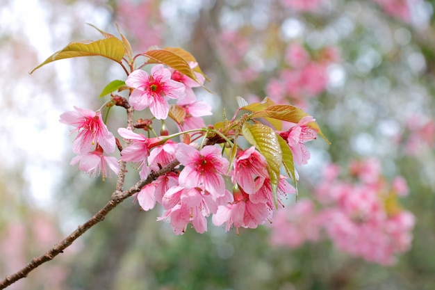 Tak van Wilde Himalayan-kersenbloesem die tijdens de winter in Thailand bloeien