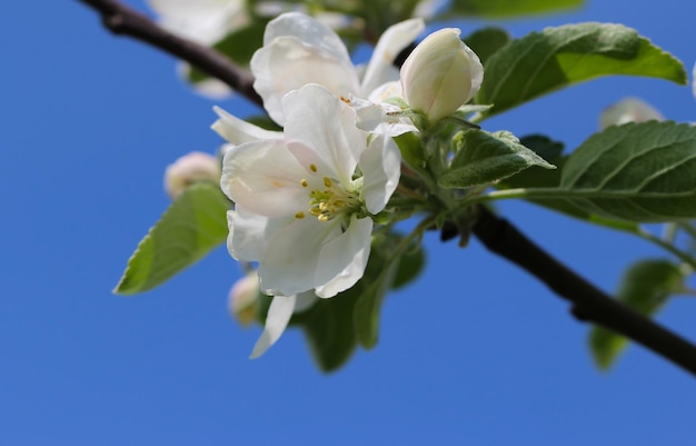 tak van witte appelbloesems met selectieve focus op een blauwe hemelachtergrond