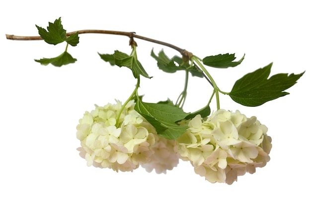 Tak van witte hortensia op een witte achtergrond Mooie decoratieve bloem