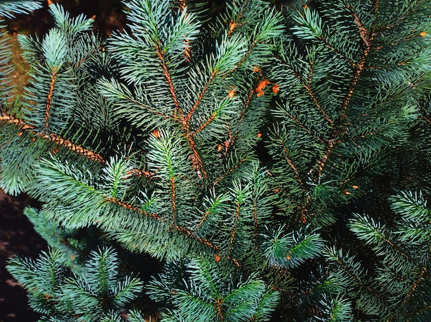 Tak van witte houten boom in detailachtergrond