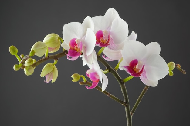 Tak van witte orchideebloem op grijze achtergrond