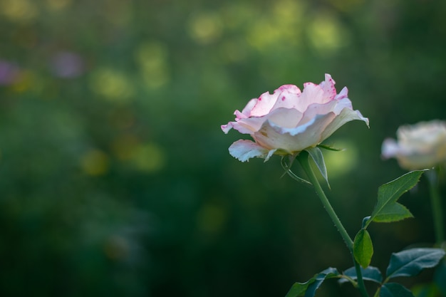 Tak van zoete roze en gele rozen in de tuin