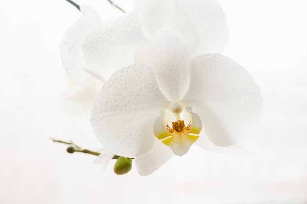 Tak van zuivere witte orchidee in dalingen op wit