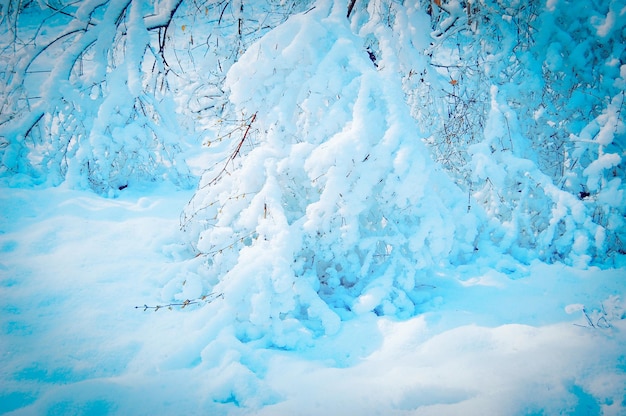 Tak zwaar bedekt met sneeuw in het bos, blauwe kleur