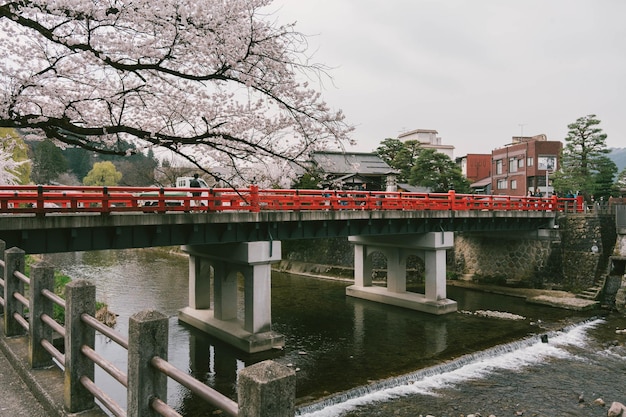 Photo takayama japan april 4 2023 sakura cherry blossom trees along both side of miyagawa river in spring season