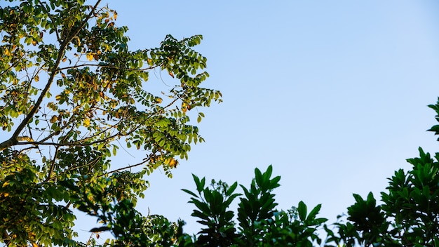 Takbomen tegen blauwe lucht onderaanzicht Natuurlijke groene verlofboomachtergrond met kopieerruimte