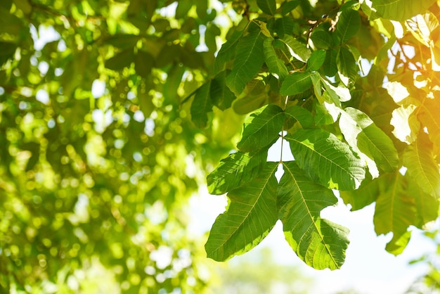 Takboom, groen blad op de blauwe achtergrond van het hemelzonlicht in de zomerdag van de tropische bosboom