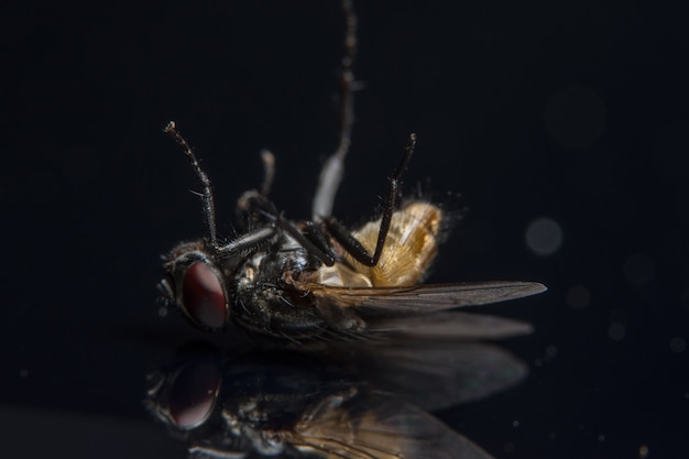 Фото Сделайте более близкий выстрел diptera.