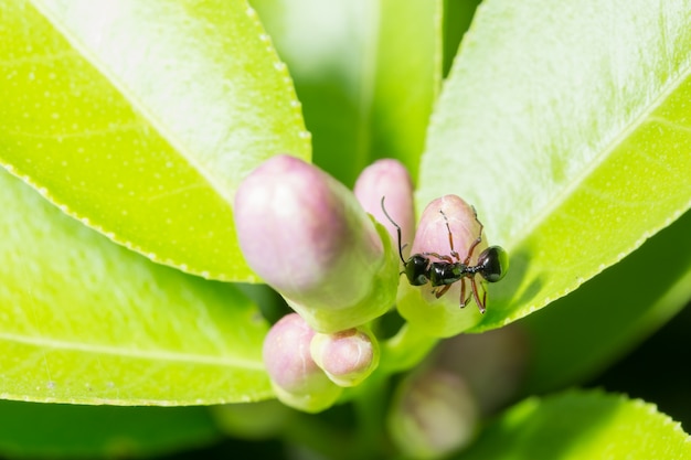 Take a close-up of ants