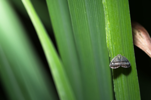 Foto prendi una farfalla close-up su una pianta.