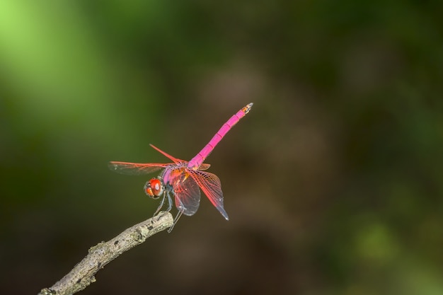 Take a close-up of a red dragonfly