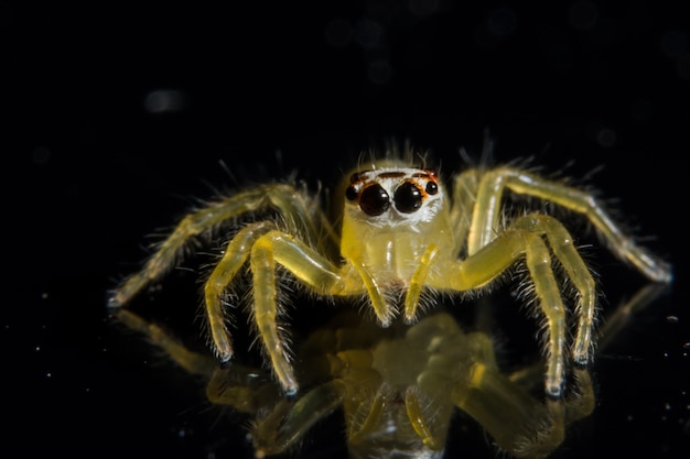 Take a close-up of yellow spider