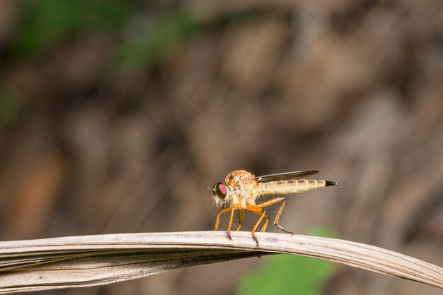 Fai un colpo più vicino robberfly