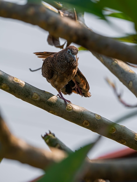 Photo take a picture of bird on branch