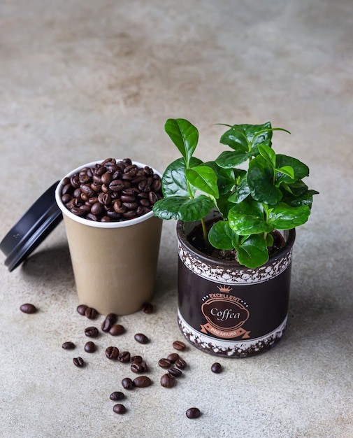 Takeaway coffee cup, coffee tree in a pot and roasted coffee beans. Coffee shop concept.