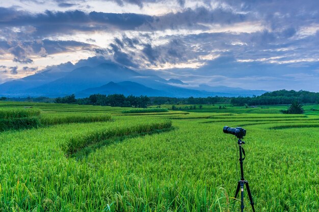 Taken moment with camera beautiful sunrise at rice fields in bengkulu indonesia