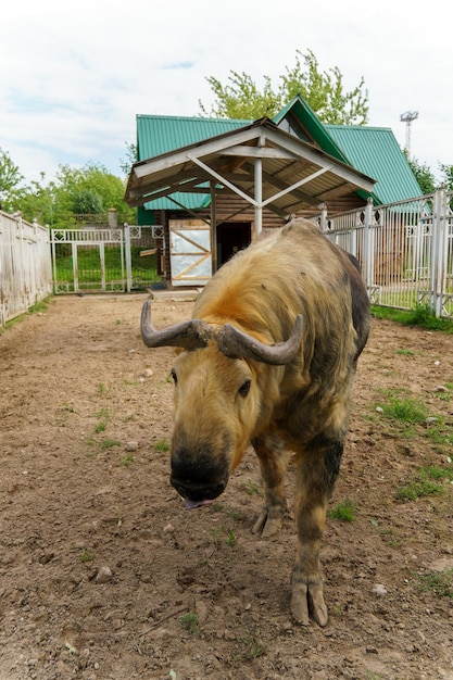 Фото Такин находится в зоопарке жизнь животных в клетке для развлечения людей забота о редких видах животных