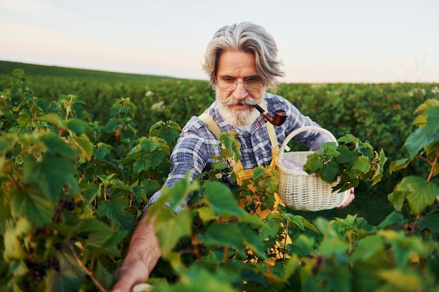 Taking berries and smoking In yellow uniform Senior stylish man with grey hair and beard on the agricultural field with harvest