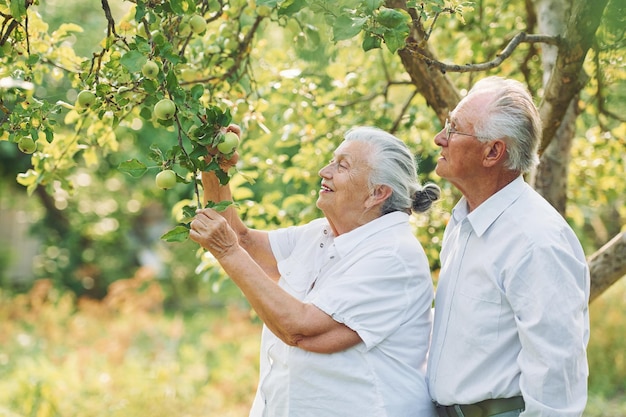 Taking care of an apple tree Lovely senior couple is in the garden together